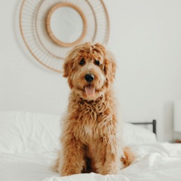 Your pup will want to sit & STAY in our pet-friendly community with a paw park. πΎ  #FieldstonofFairwayLiving #TheFieldstonOfFairway #Fairway #FairwayKS #FairwayKansas #FairwayApartments #FairwayLiving #FairwayRentals #55PlusCommunityKS #55PlusApartments #PetFriendly #PetsWelcome Your pup will want to sit & STAY in our pet-friendly community with a paw park. πΎ  #FieldstonofFairwayLiving #TheFieldstonOfFairway #Fairway #FairwayKS #FairwayKansas #FairwayApartments #FairwayLiving #FairwayRentals #55PlusCommunityKS #55PlusApartments #PetFriendly #PetsWelcome
